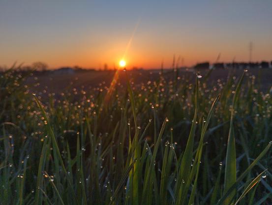 picture of the sunrise on the background, and dew drops on blades of grass in the foreground