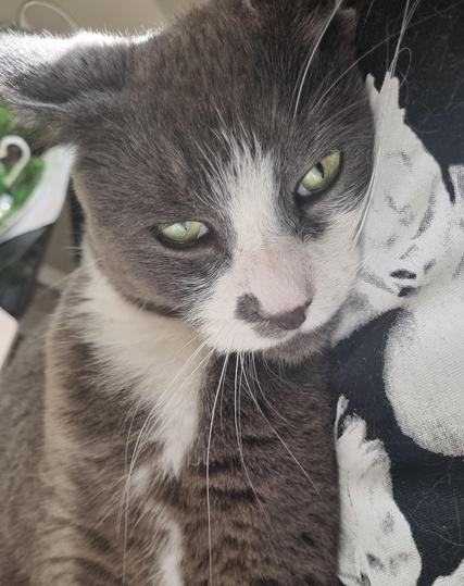 A blue and white cat swuinting at the camera with green eyes.