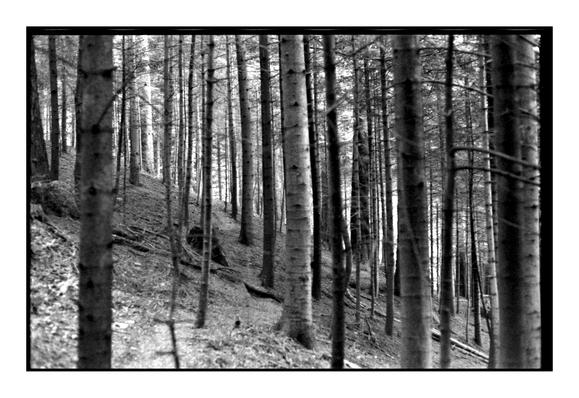 Black and white photograph of a dense forest with tall, straight pine trees on a sloped terrain. The ground is covered with fallen branches and needles, and the trees create a strong vertical pattern across the frame.