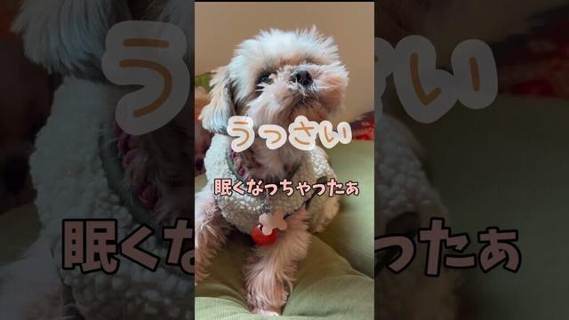 あのね、イライラするのよ、わかる❓🐶🐶#シーズー #いぬ #犬 #マルシーズー #わんこ #マルチーズ #イヌ