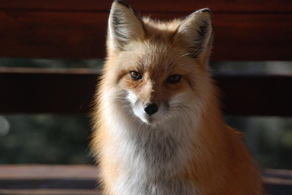 Picture of a Fox