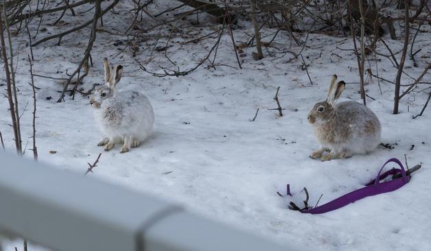 Two white-tailed jackrabbits (which are a species of hare common on the Canadian prairies, and not a rabbit at all) are shown in a backyard covered in snow.  They have begun to turn brown again after wearing their snow-white fur all winter, so they're a bit mottled.
