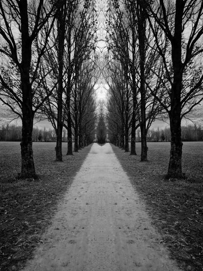 Collage aus einem vertikal gespiegelten Schwarz-Weiß-Foto einer Reihe von Bäumen im Winter an einem Weg, das zusammengesetzt eine Allee ergibt. Dadurch entstehen vor allem in den kahlen Baumkronen interessante symmetrische Figuren, die mich an den Jugendstil erinnern.