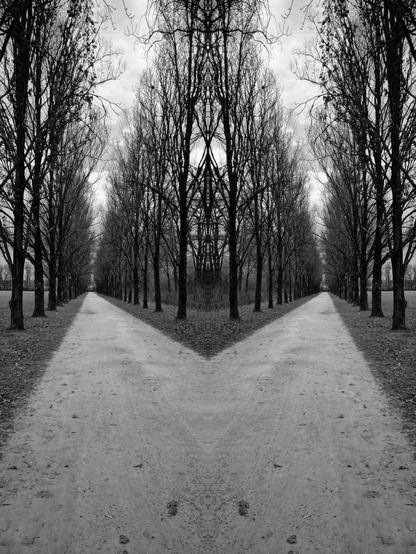 Collage aus einem vertikal gespiegelten Schwarz-Weiß-Foto einer Allee von Bäumen im Winter, das zusammengesetzt eine Gabelung der Allee ergibt. Dadurch entstehen vor allem in den kahlen Baumkronen interessante symmetrische Figuren, die mich an den Jugendstil erinnern.