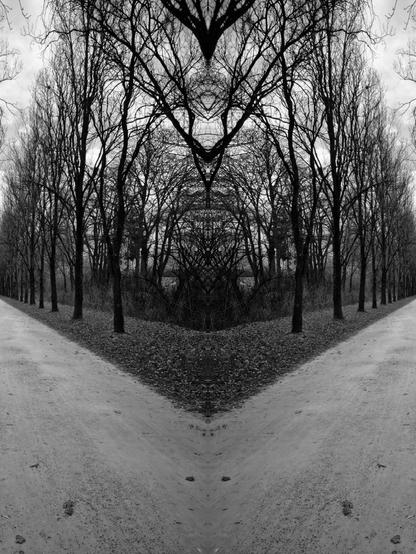 Collage aus einem vertikal gespiegelten Schwarz-Weiß-Foto einer Reihe von Bäumen im Winter, das zusammengesetzt eine Gabelung des Weges ergibt an dem die Bäume stehen. Dadurch entstehen vor allem in den kahlen Baumkronen interessante symmetrische Figuren, die mich an den Jugendstil erinnern.