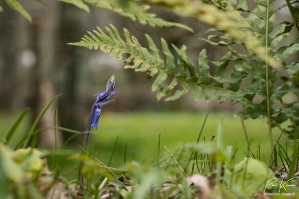 Photo en couleur présentant un plant de jacinthe des bois à peine sorti de terre avec une seule « clochette » ouverte, le reste des fleurs du plant étant toujours à l'état de bourgeon. Seul, ce plant de jacinthe est vraiment net, des feuilles de fougère au-dessus de cette fleur étant moins nettes alors que les fougères plus proches du photographe et l'arrière-plan sont flous. On y distingue toutefois les troncs d'arbres dans un pré.