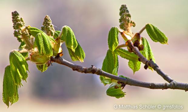 Frühling  im Harz Kastanienknospen die aufbrechen