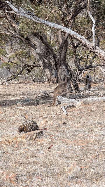 A kangaroo watches an echidna walk by amongst dry grass, rocks and fallen timber.