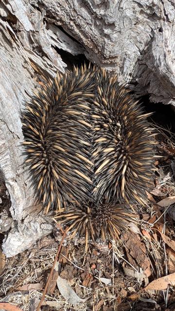 An echidna is curled up into a spiky oval as a defence.
