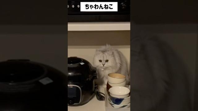 お茶碗のとこに入ったねこ　　　#anime #米 #ペルシャ#チンチラ#猫#ねこ #猫のいる暮らし #癒し #いやし#cat  #ふわふわ