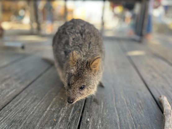 A quokka looks for a snack to eat