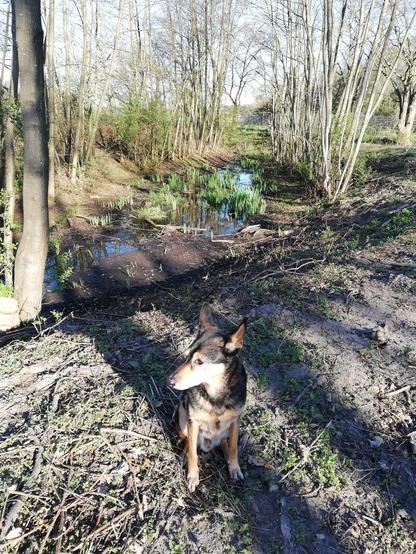 Schäferhundmischling sitzend vor Teichlandschaft