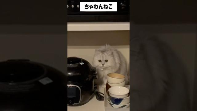 お茶碗のとこに入ったねこ　　　#anime #米 #ペルシャ#チンチラ#猫#ねこ #猫のいる暮らし #癒し #いやし#cat  #ふわふわ