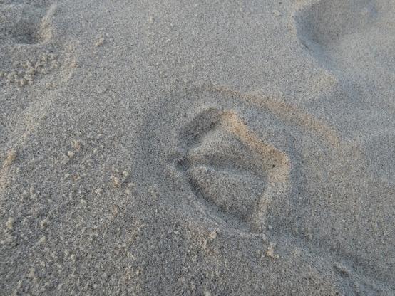 Ein Möwenfußabdruck im Strandsand von Warnemünde.

A gull’s spur in the sand of Warnemünde Beach.