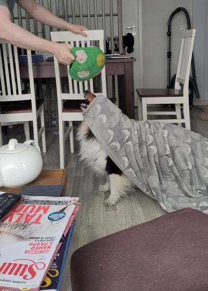 Side view of a shetland sheepdog with a blanket over her, looking up at a green and white soft ball that's bring held above her.