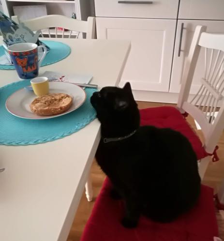 Schwarze Katze sitzt auf dem Sessel vorm Frühstückstisch. Ihren  Kopf  auf den Tischrand gelehnt, vor ihr der Teller auf dem das Brötchen liegt.