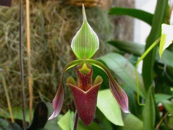 A picture of Paphiopedilum dayanum