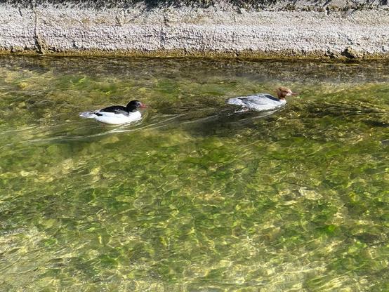 Two ducks swimming against the current in a shallow canal. Green algae-covered rocks make up the canal bottom and a stone-retaining wall is visible at the top.