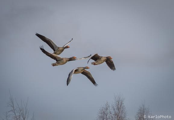 Four geese flying through the air.