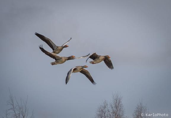 Four geese flying through the air.