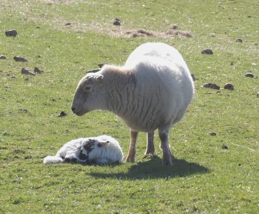 Mae defaid yn sefyll, gyda'i oen yn gorwedd ar y gwair.