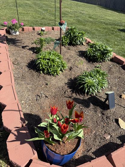 The image depicts a well-maintained garden bed bordered by red bricks. In the foreground, a blue pot contains vibrant red and orange tulips with green leaves. The garden bed is filled with various green plants, including some with long, spiky leaves. A solar-powered garden light is visible in the lower right corner. In the background, a grassy lawn extends to a wooden fence. A small white pot with pink flowers is positioned on the left side of the garden bed. A support stake with a decorative green leaf is visible in the center of the bed. The overall scene is bright and sunny, with shadows cast by the plants and the pot.