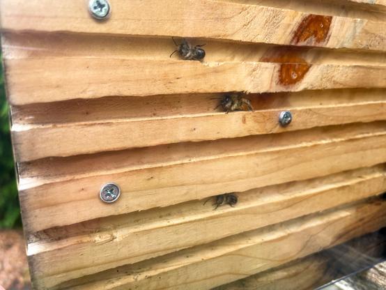 Three small bees inside routered tunnels in a piece of wood that is covered with plexiglas.