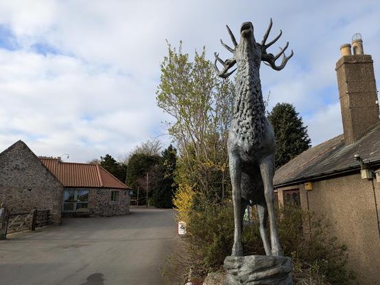 Front view of a statue of a stag deer with its head raised to the sky. In the background are assorted stone buildings.