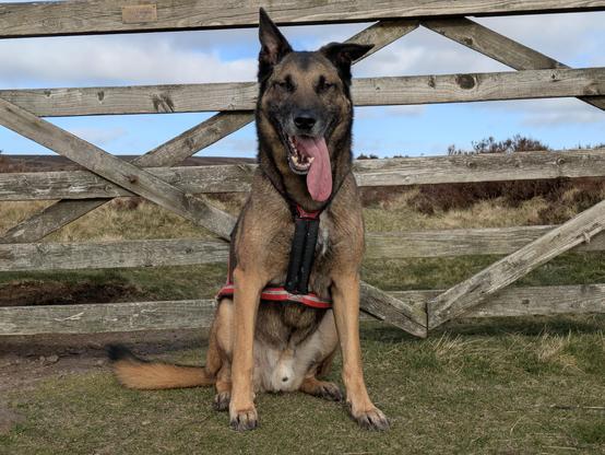 A large Malinois/GSD dog wearing a canicross harness, sat in front of a five bar gate. One ear is lifted up by the breeze. His tongue is hanging out, it looks like it's too big to fit in his mouth.