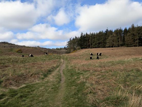View along an obvious path through open land, towards a cluster of pine trees. There are Belted Galloway cows on either side of the path, busy minding their own business.