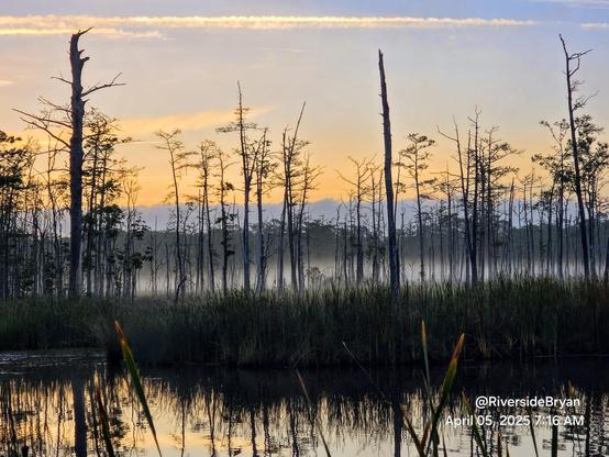 View across a wetland before sunrise where a grey smoke like fog hovers over the marsh land of reeds and barren trees with a colorful glowing sky illuminating at the horizon.