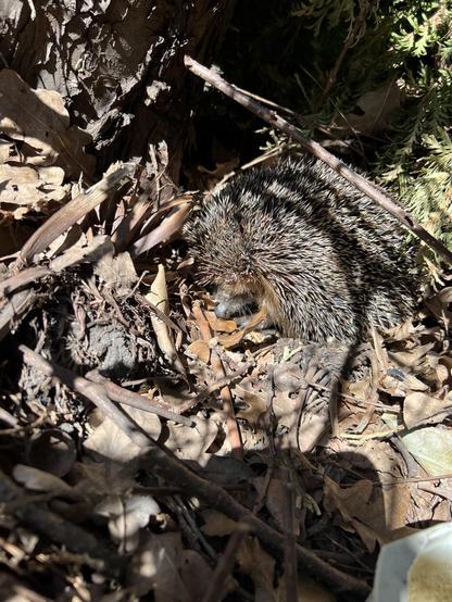 Ein zusammengerollter Igel, dessen Nase ein wenig rausschaut in einem Haufen trockenem Laub, Ästen und sonstigen „Gartenabfällen“ des Vorjahres unter einer Hecke.