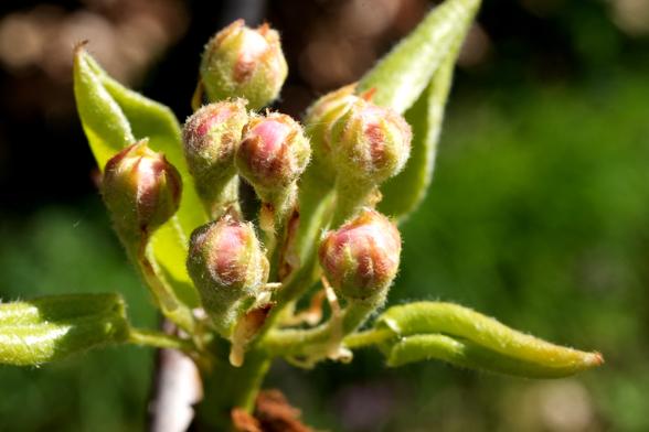 Close-up van verschillende delicate, roze getinte bloemknoppen van een peer die samen op een tak zitten. De knoppen zijn rond en bedekt met fijne, donzige haartjes. De knoppen hebben een rozerode kleur, die overgaat in een lichtere, groengele tint aan de randen. Groene bladeren, met duidelijke nerven, omringen en verbergen de bloemknoppen gedeeltelijk. De bladeren zijn levendig, frisgroen, met zichtbare texturen. De tak is lichtbruingrijs van kleur. De achtergrond is onscherp, met een wazige achtergrond van een lichtere groene en onscherpe, natuurlijke achtergrond. Het lijkt erop dat er licht van linksboven komt, de knoppen verlicht en hun textuur benadrukt. Het perspectief is dicht bij de knoppen, wat een gedetailleerd beeld van hun structuur geeft. De algehele toon is natuurlijk en sereen, met de nadruk op de delicate lentegroei van de plant. De compositie is gecentreerd op de cluster knoppen, waarbij de achtergrond geleidelijk vervaagt in het onscherpe groene gebladerte.