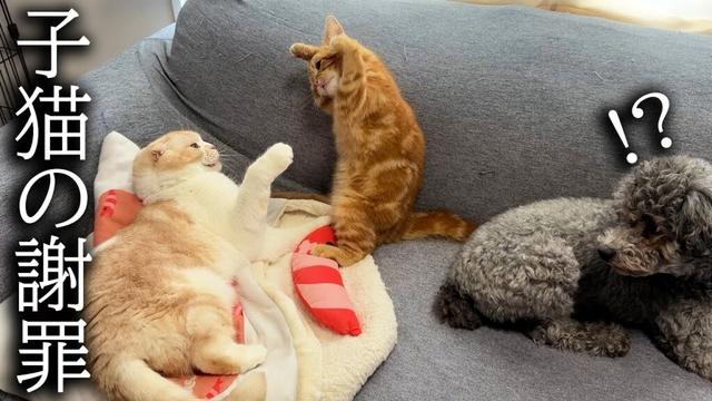 つまみ食いがバレた子猫が...まさかの謝罪スタイルに先輩猫も絶句。