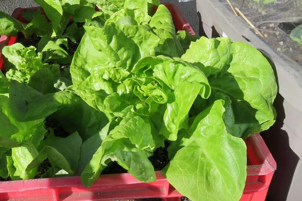 Kräftige grüne Köpfe von Winterkopfsalat wachsen dicht aneinander in einer roten Kunststoffkiste, die als Pflanzgefäß genutzt wird. Die Blätter sind groß, saftig und leicht gewellt.