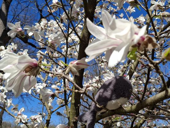 Reisewali neben weißen Magnolien