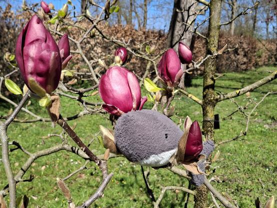 Reisewali neben bordeauxfarbenen Magnolien