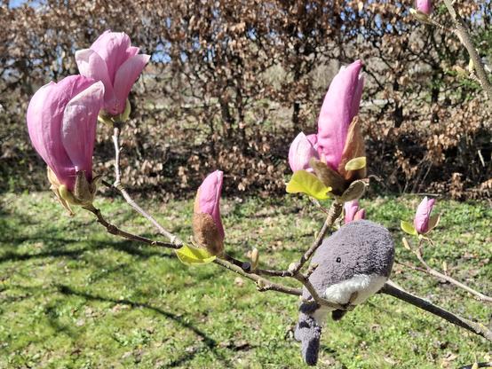Reisewali neben rosa Magnolien