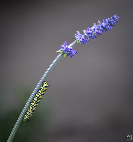 Color photo of black, yellow, and white striped monarch caterpillar climbing on a stem below a spike of blue flowers.