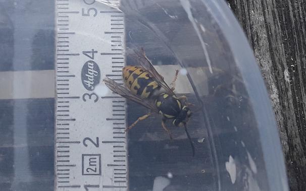 Large black & yellow wasp on top of a ruler, in a transparent plastic container. The wasp is about 19 mm in size.