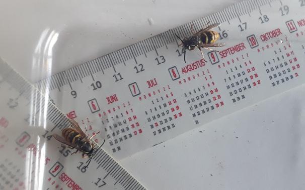Two large black & yellow wasps in a clear plastic container. A ruler shows that the wasps are approximately 18 mm in size.