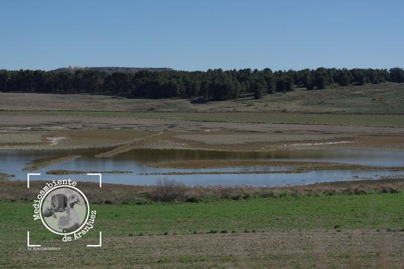 microrreserva salobral de Ocaña encharcada