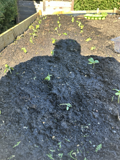 Photograph of several giant sunflower seedlings, planted in a large raised bed.
