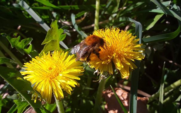 red-haired bumblebee on a yellow dandelion