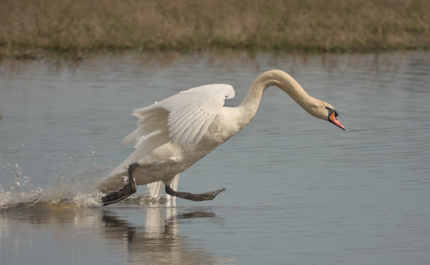 Un cygne tuberculé (gros oiseau blanc avec un long cou souple) qui cours sur l'eau d'un étang avec les ailes dépliées.