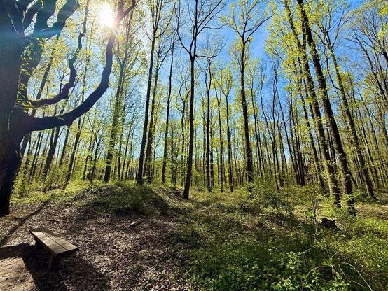 Dans la forêt communale de Gif sur Yvettes
