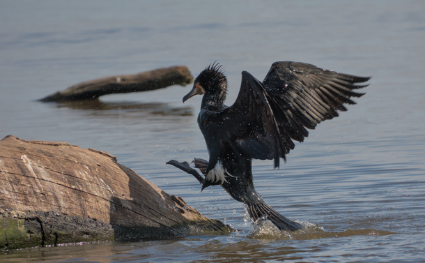Un grand cormoran (gros oiseau noir avec une tête blanche, un long bec crochu et un corps assez allongé) qui sort de l'eau en un bond pour se poser sur un tronc.