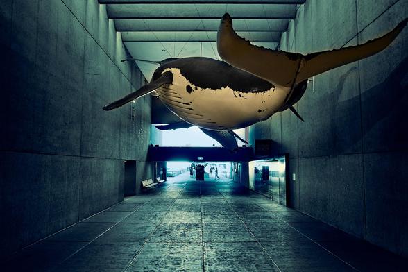 A large model of a whale is suspended from the ceiling in a corridor with concrete walls. The space is lit with a blue tint, creating an underwater feel. Light filters in from an open end, highlighting the whale's detailed features like fins and markings.
