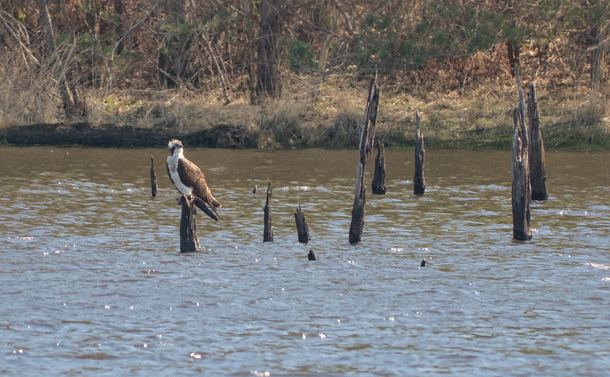 Un balbuzard pêcheur (gros rapace, blanc et marron) sur un arbre mort noyé dans un étang. D'autres arbres noyés sont juste à côté et ressemblent à des sortes de piquets dans l'eau.