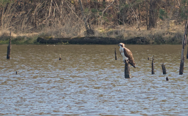 Le Balbuzard pêcheur sur son arbre mort à quelques centimètres de l'eau.